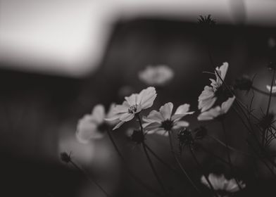 Colorless Flowers