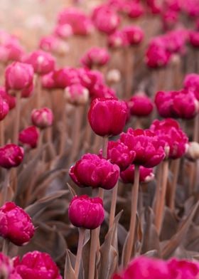 Pink tulips in garden