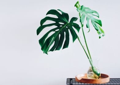 Monstera  