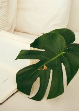 Monstera  