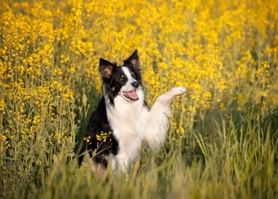 Border Collie and flowers