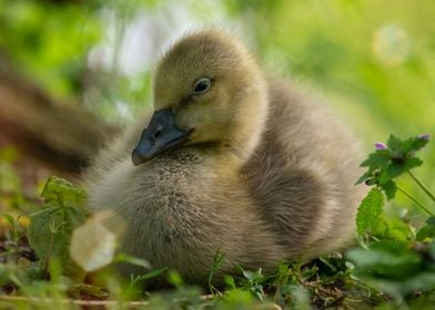 Chilling Gosling