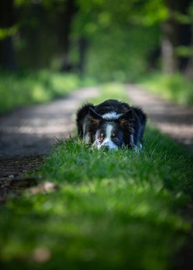 Border collie in forest