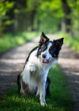 Border collie in forest