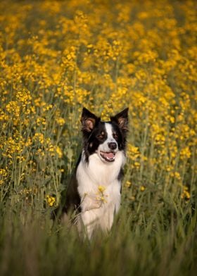 Border collie in meadow