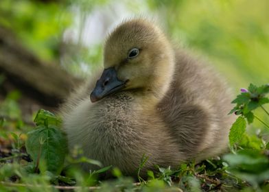 Chilling Gosling