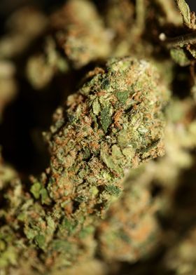 Cannabis buds close up