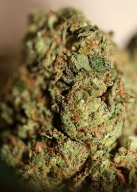 Cannabis buds close up