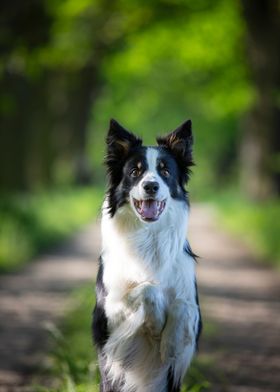 Border collie in forest