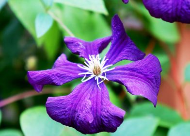 Closeup of a purple flower