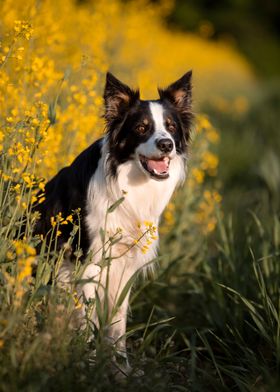 Border collie in meadow