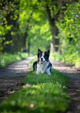 Border collie in forest