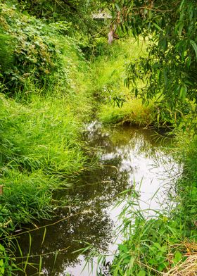 A creek in the wilderness