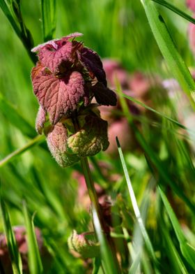 Red clover in spring