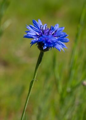 A blue cornflower