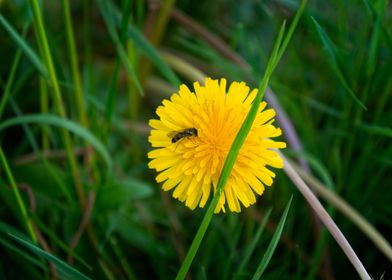 A yellow dandelion