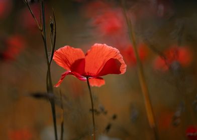 Red poppy flowers, macro