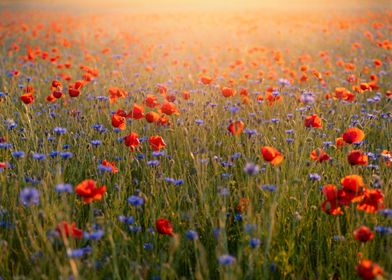 Red poppy flower, meadow