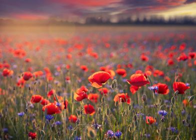 Red poppy flower, meadow