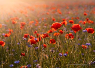 Red poppy flower, meadow