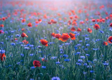 Red poppy flower, meadow