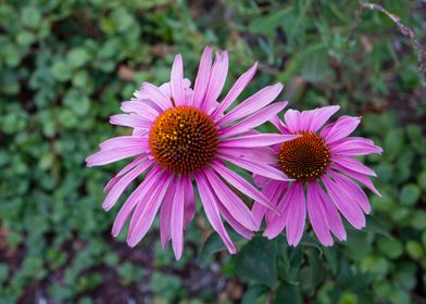 Pink Daisies