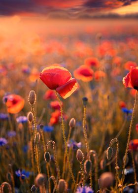 Red poppy flower, meadow