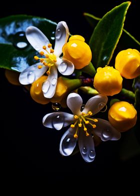 Sweet scented  close up