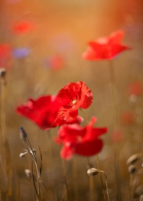 Red poppy flower, macro