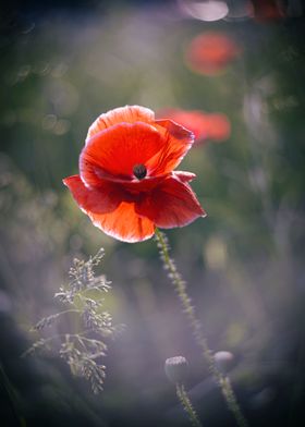 Red field poppy in meadow