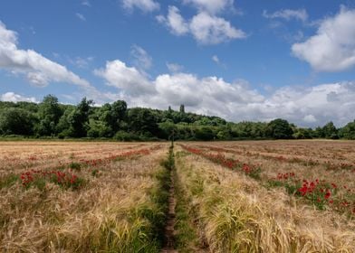 Poppies in the Field