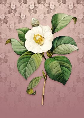 Vintage Japanese Camelia