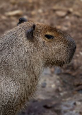 Capybara portrait 1