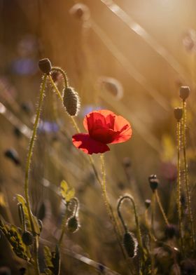 Red field poppies, macro