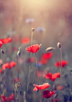 Red field poppy in meadow