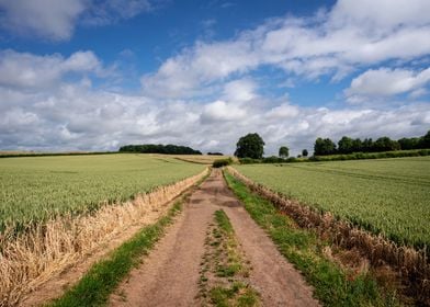 Summer Fields and Skies