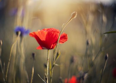 Red poppy flowers, macro