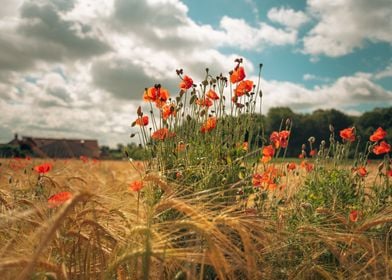 Poppies in the Summer Sun