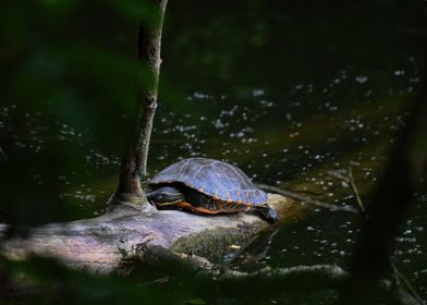 Resting Turtle