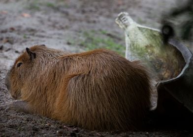 Capybara portrait 4