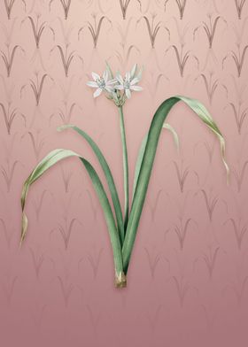 Small Flowered Pancratium