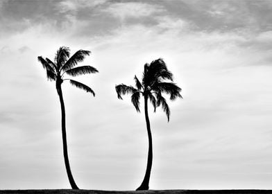 Black and White palm trees