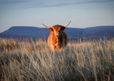 The Highland cow