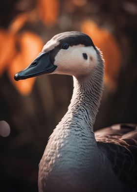 Placid goose