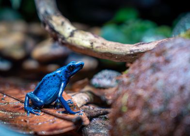 Blue poison dart frog