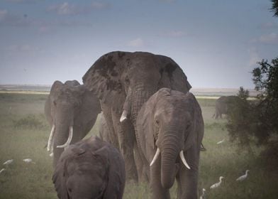 Elephant Herd in Serengeti