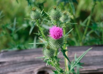 Wild Summer Thistle