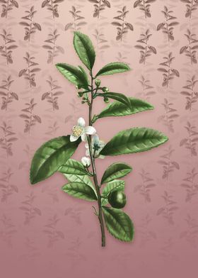 Tea Tree on Dusty Pink