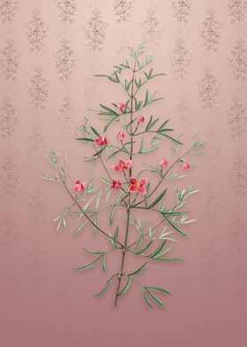 Vintage Boronia Pinnata