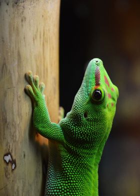 Green lizard